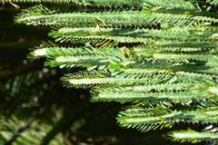 Euphorbia trigona